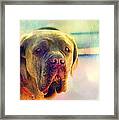 Dog Photo Of A Neopolitan Mastif Framed Print