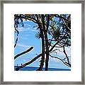 Maui Tree Silhouette Framed Print