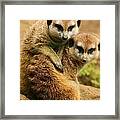 Meerkat Buddies Framed Print