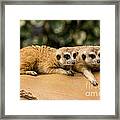 Meerkat Resting On Ground Framed Print