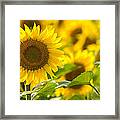 Mellow Yellow Framed Print