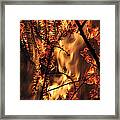 Metamorphosis Framed Print