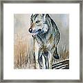 Mexican Grey Wolf Framed Print