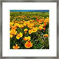 Mexican Poppies Framed Print