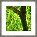 Microscope - Green Cell And Dried Vein 4 Framed Print