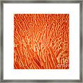 Microscopic View Of Intestinal Villi Framed Print