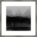 Middlethorpe Tree In Fog Bw Framed Print