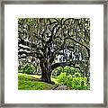 Middleton Place Oak Framed Print