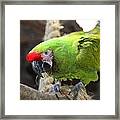 Military Macaw Framed Print