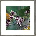 Milkweed With Monarch Caterpillars Framed Print