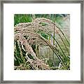 Millet, Panicum Miliaceum Framed Print