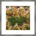 Mimosa Chorus Framed Print