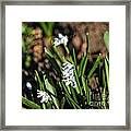 Mini Hyacinth With Bee Framed Print
