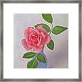 Miniature Rose Iii Framed Print