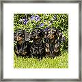 Miniature Short-haired Dachshunds Framed Print