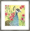 Miss Peahen In The Garden Framed Print