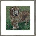 Molly And Her Stick Framed Print