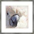 Moluccan Close Up Framed Print