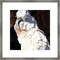 Moluccan Cockatoo In The Spotlight Framed Print