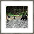 Momma And Three Bears Framed Print