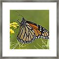 Monarch 2014 Framed Print
