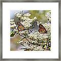 Monarch Butterflies On Milkweed Framed Print