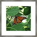 Monarch Butterfly 41 Framed Print