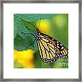 Monarch Butterfly Framed Print