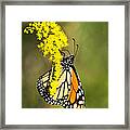 Monarch Butterfly On Goldenrod Framed Print