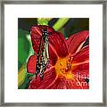 Monarch Lily Framed Print