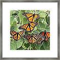 Monarch Migration Framed Print