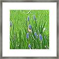Monarch Of The Lake Framed Print
