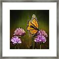 Monarch On Moody Chives Framed Print