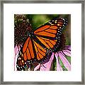 Monarch On Purple Coneflower Framed Print