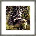 Monarch Through The Leaves Framed Print