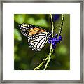 Monark Butterfly No.1 Framed Print