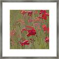 Monet Poppies Framed Print