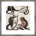 Monkeys Framed Print