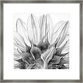 Monochrome Sunflower Framed Print