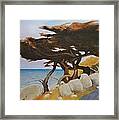 Monterey Cypress Framed Print