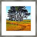 Monterey Cyprus Grove Framed Print