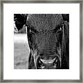 Moo Framed Print