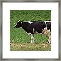 Moo Framed Print