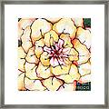 Moon Flower Out Of The Bloomers And Onto The Bloom Framed Print