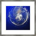 Moon Jelly Framed Print