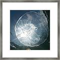 Moon Jellyfish Aurita Aurita Framed Print