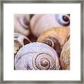 Moon Snail Shells Framed Print