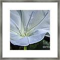 Moonflower 1 Framed Print