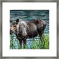 Moose Framed Print