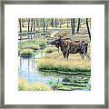 Moose Country Framed Print